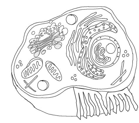You've heard about plant cells and animal cells, no learn the main differences between plant and animal cells.thanks for stopping by, this is 2 minute. cell coloring worksheet - answer key @ http://www ...