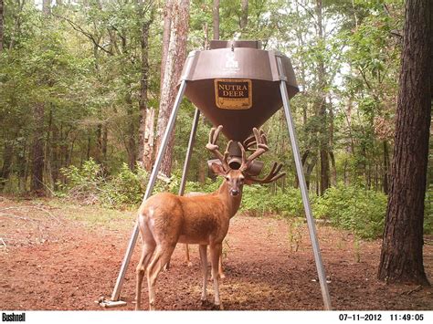 Free Photo Deer Feeding Adult Rack Mating Free Download Jooinn