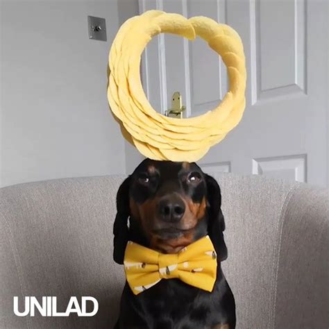 This Dog Can Balance Anything On His Head Meet Harlso The Balancing