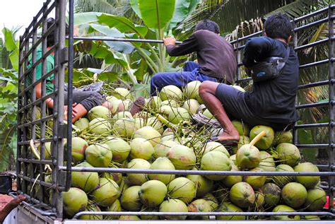 Coconut Harvest In Thailand Harvest Thailand Coconut Travel Food