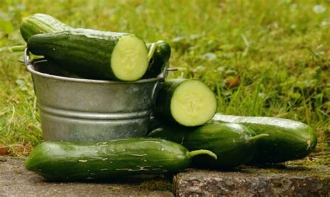 how to grow cucumbers at home quick tips garden gear shop