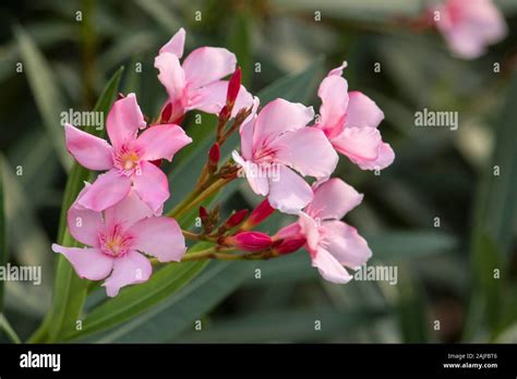 Nerium Oleander Shrub Pink Flowers In Parkbeautiful Colorful Floral