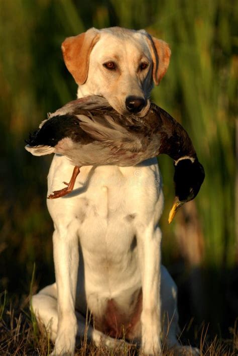 Hunting Yellow Labrador Stock Image Image Of Holding 27280361