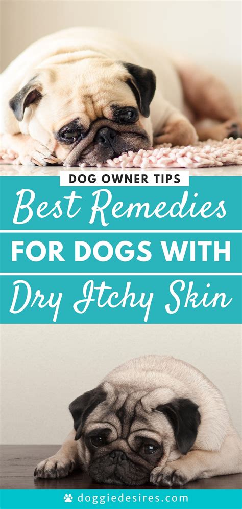 Home Remedies For Dogs Dry Itchy Skin Dog Dry Skin Dog Dry Skin