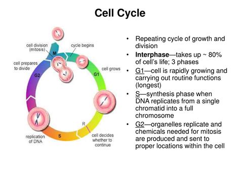 Ppt Cell Cycle Powerpoint Presentation Free Download Id5785357