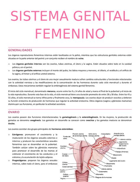 Resumen Histología Aparato Genital Femenino Uncoma Studocu