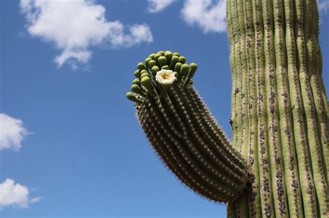 Saguaro Flowering Is Changing According To Wildlife Scientists