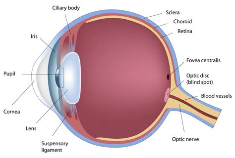 What Is The Optic Disc With Pictures