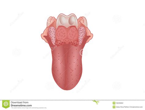 Human Tongue Vector Illustration 59978300