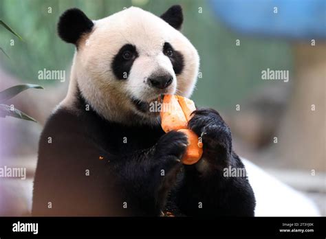 Guangzhou Chinas Guangdong Province 27th Oct 2023 Giant Panda