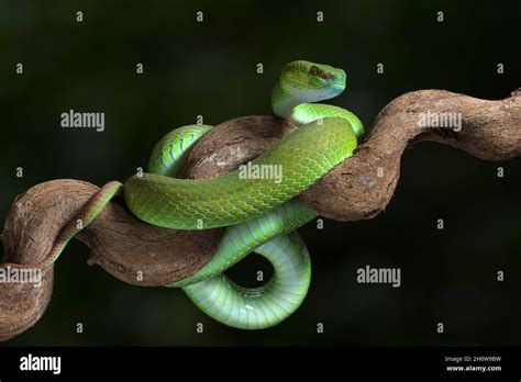 White Lipped Island Pit Viper On The Tree Branch Stock Photo Alamy