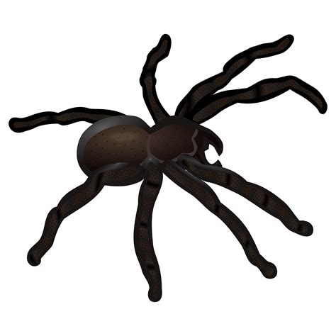 Spider clipart realistic, Spider realistic Transparent FREE for download on WebStockReview 2020