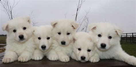 Look at pictures of german shepherd dog puppies who need a home. White German Shepherd Puppies Ready Now | Grantham ...