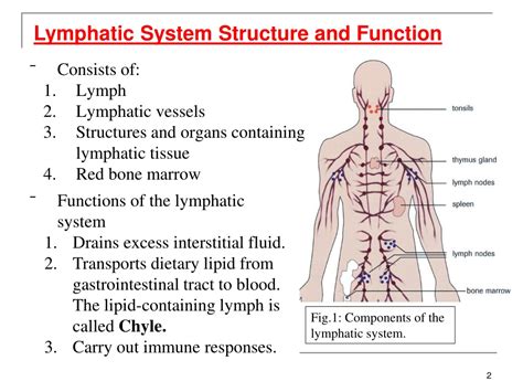 Ppt The Lymphatic System Powerpoint Presentation Free Download Id