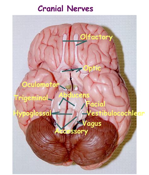 Labeled Brain Model Cranial Nerves Images And Photos Finder