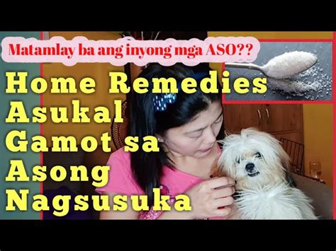 Gamot Para Sa Aso Na Nagsusuka