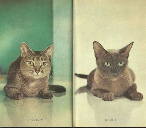 Cat Photography Before The Internet