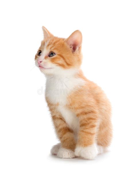Chats et chatons à télécharger afin de donner des couleurs à votre pc. Chaton Orange Mignon Recherchant Sur Un Fond Blanc Photo ...
