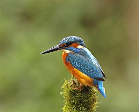 Which Should Be Britains National Bird Cast Your Vote Here Huffpost Uk