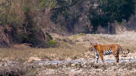 Madhya Pradesh Wildlife Tour Package Mp Tourism Jungle Safari