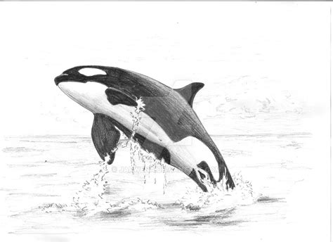 Orca Whale Drawing At Explore Collection Of Orca