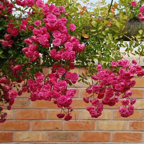 Pin By Flowers In Heart On Climbing Roses Minnehaha Types Of Roses