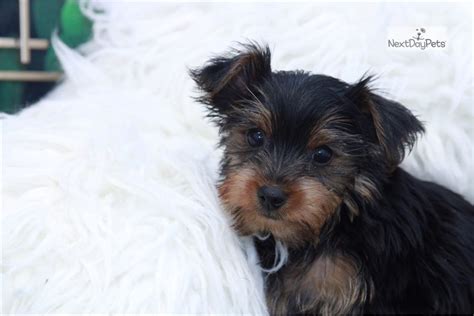 Camille Yorkshire Terrier Yorkie Puppy For Sale Near Atlanta