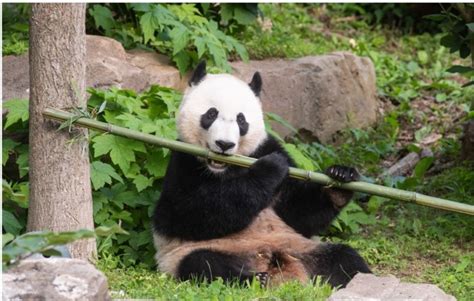 Giant Panda Bei Bei Moving To China Before The End Of The Year