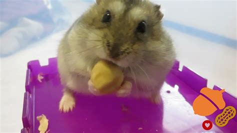Tiny Dwarf Hamster Eating A Big Hazelnut Youtube