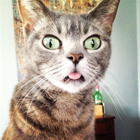 Cats With Their Tongues Out Cuteness Overflow