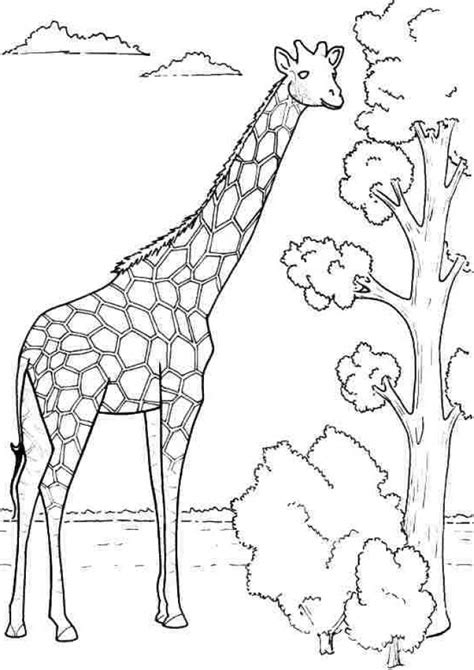 Giraffe - Free Coloring Pages