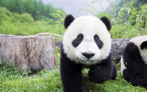 Funny Panda Desktop Wallpaper Funny Animal