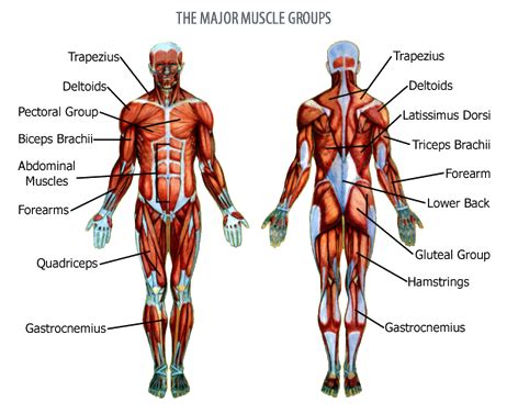 The muscles are meaningless trope as used in popular culture. Got Muscles? - The Jag Wire