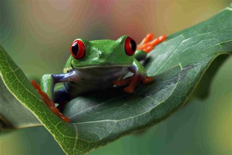 Adaptation Of A Red Eyed Tree Frog Phylumvision