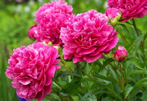 40 Pink Peonies Wallpaper Wallpapersafari