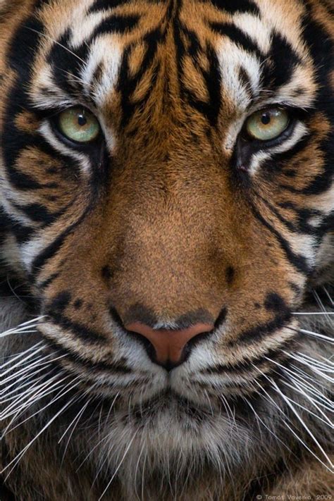 Sumatran Tiger Eyes Those Eyes Pinterest
