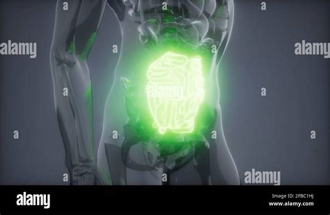 Human Small Intestine Radiology Exam Stock Video Footage Alamy