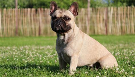 The bulldog has a broad shoulder which matches with the head. French Bulldog Puppies For Sale - Frenchie Puppies ...