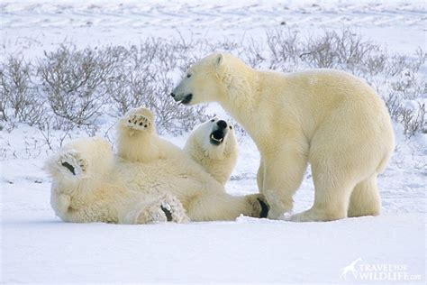King Of The North Our Best Polar Bear Photos Polar Bear Bear Photos