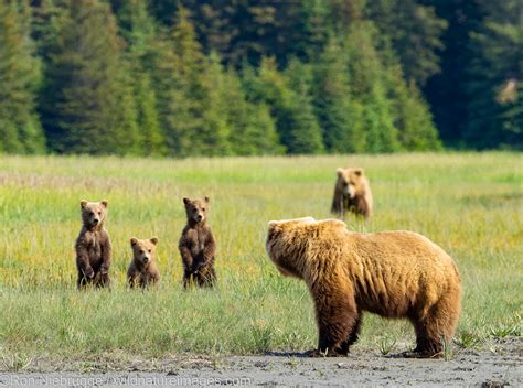 Grizzly Bears Lake Clark National Park Alaska Photos By Ron Niebrugge