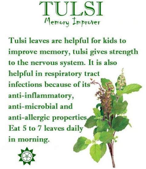 Tulsi Holy Basil Leaves Are Helpful For Kids To Improve Memory Tulsi