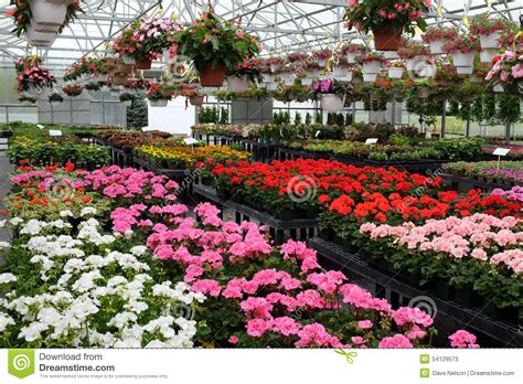 We did not find results for: Colorful Flowers For Sale In Greenhouse Stock Photo ...