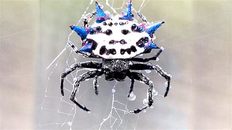 Giftigste Spinne Der Welt - Spektrum Kompakt Spinnen Spektrum Der