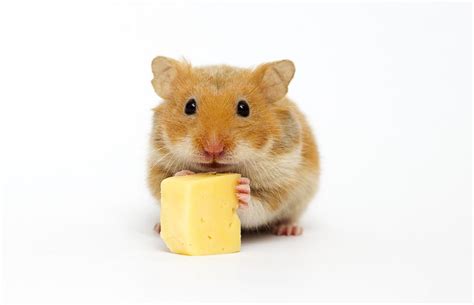 Can Hamsters Eat Cheese Vet Explains Pets