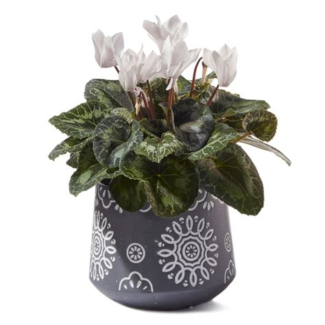 Stylish White Cyclamen Plant Flowers For Everyone