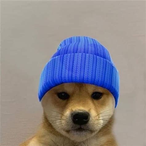 Images By Stilly On Dog With Hat Dog Icon Doge Dog Dog Memes 095