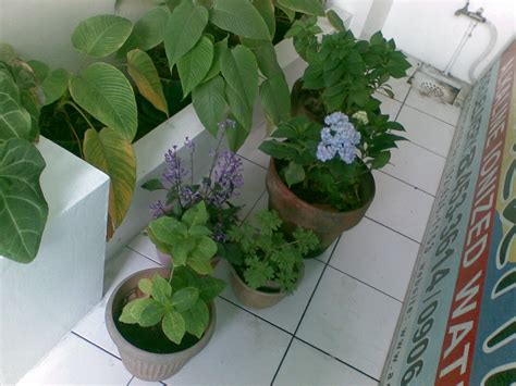Learn how to propagate & root hydrangeas to grow even more beautiful hydrangeas. Mental Notes: Mophead Hydrangea Update and Propagation