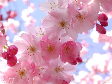 Pink Cherry Blossom Wallpaper Funny And Amazing Images