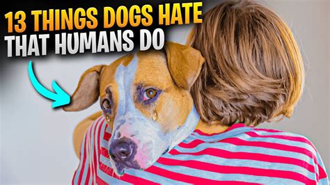Does Your Dog Hate You Find Out The Things Dogs Hate That Humans Do