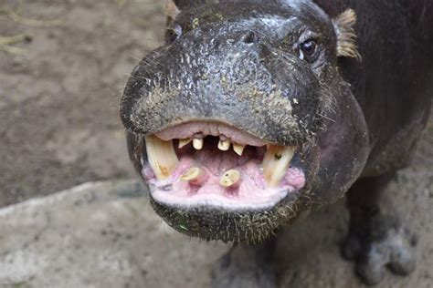 Toothy Smile From A Pygmy Hippo Animal Photography Animals Images